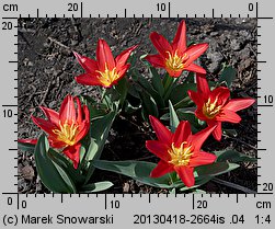 Tulipa Scarlet Baby