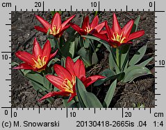 Tulipa Scarlet Baby