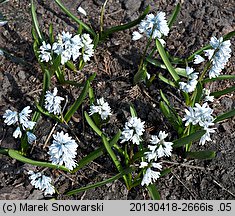 Puschkinia scilloides (puszkinia cebulicowata)