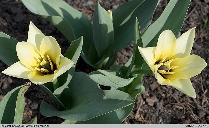 Tulipa Concerto