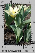 Tulipa Concerto