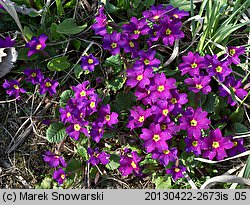 Primula juliae (pierwiosnek gruziński)