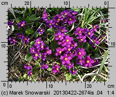 Primula juliae (pierwiosnek gruziński)