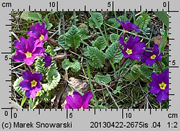 Primula juliae (pierwiosnek gruziński)