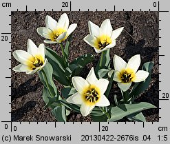 Tulipa polychroma (tulipan wielobarwny)