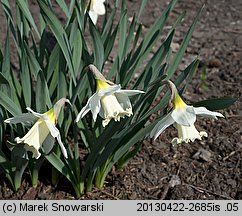 Narcissus Mount Hood