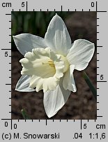 Narcissus Mount Hood