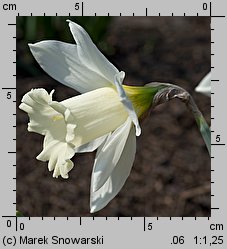 Narcissus Mount Hood