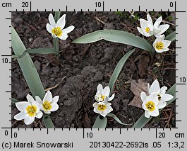 Tulipa turkestanica (tulipan turkiestański)