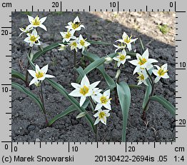 Tulipa turkestanica (tulipan turkiestański)