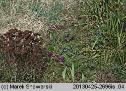 Primula juliae (pierwiosnek gruziński)