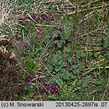 Primula juliae (pierwiosnek gruziński)