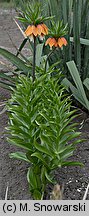 Fritillaria imperialis (szachownica cesarska)