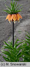 Fritillaria imperialis (szachownica cesarska)