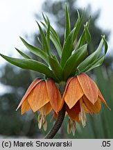 Fritillaria imperialis (szachownica cesarska)