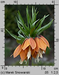 Fritillaria imperialis (szachownica cesarska)