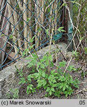 Humulus lupulus (chmiel zwyczajny)