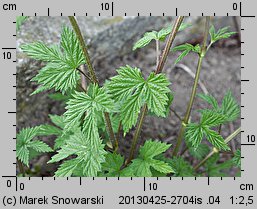 Humulus lupulus (chmiel zwyczajny)