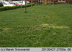 Stellaria pallida (gwiazdnica blada)