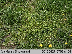 Stellaria pallida (gwiazdnica blada)