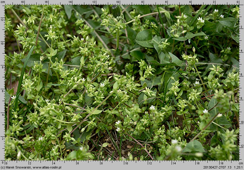 Stellaria pallida (gwiazdnica blada)