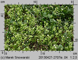 Stellaria pallida (gwiazdnica blada)