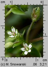 Stellaria pallida (gwiazdnica blada)