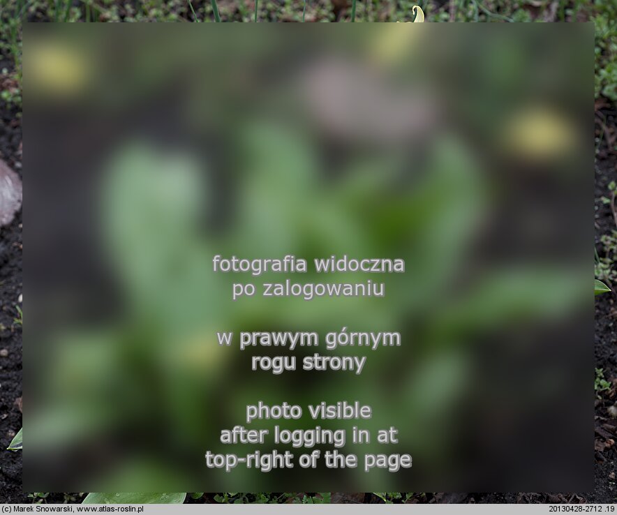 Erythronium californicum (psiząb kalifornijski)