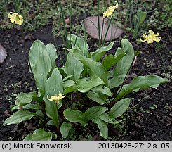 Erythronium californicum (psiząb kalifornijski)