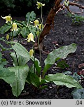 Erythronium californicum (psiząb kalifornijski)