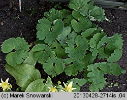 Sanguinaria canadensis (sangwinaria kanadyjska)