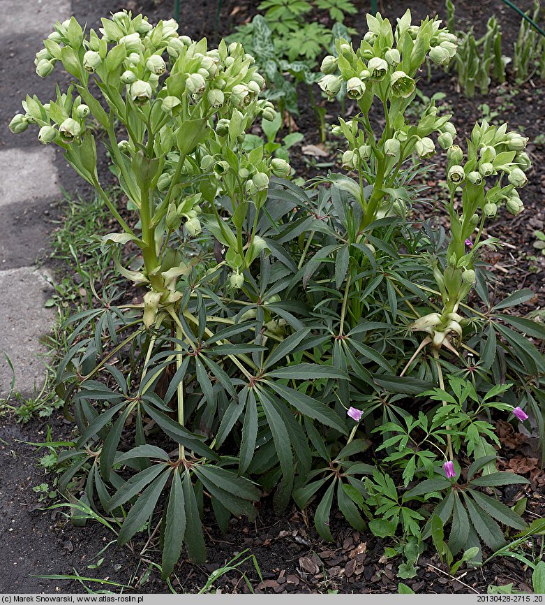 Helleborus foetidus (ciemiernik cuchnący)