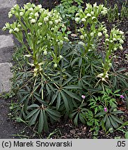 Helleborus foetidus (ciemiernik cuchnący)