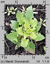 Blitum virgatum (komosa rózgowa)