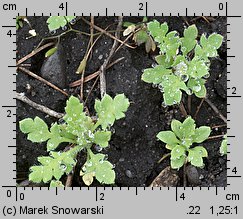 Papaver rhoeas (mak polny)