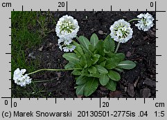 Primula denticulata (pierwiosnek ząbkowany)