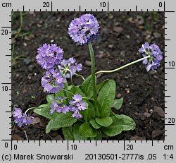 Primula denticulata (pierwiosnek ząbkowany)