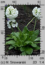 Primula denticulata (pierwiosnek ząbkowany)