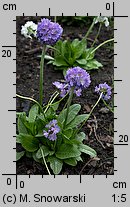 Primula denticulata (pierwiosnek ząbkowany)