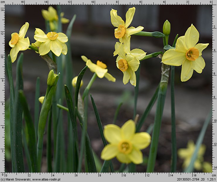 Narcissus Scarlet Gem