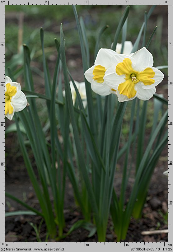 Narcissus Tricolet