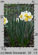 Narcissus Tricolet