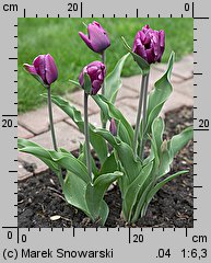 Tulipa Purple Rain