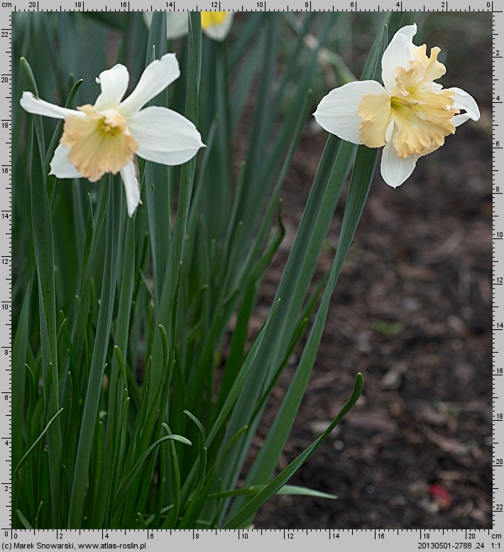 Narcissus Taurus