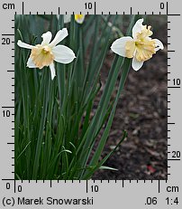 Narcissus Taurus