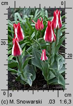 Tulipa Czaar Peter