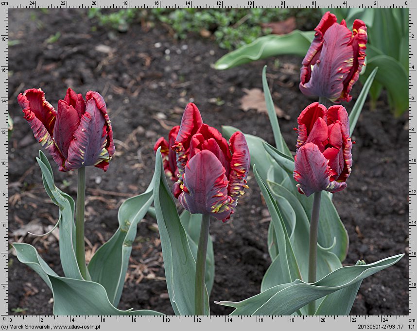 Tulipa Rococo