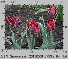 Tulipa Rococo