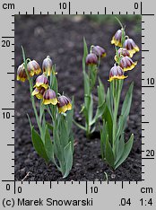 Fritillaria michailovskyi (szachownica Michaiłowskiego)