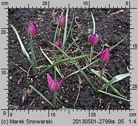 Tulipa humilis (tulipan niski)